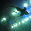 Посмотреть альбом «7-13 декабря 2012 г. Гонконг. Ocean Park»
