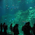 7-13 декабря 2012 г. Гонконг. Ocean Park